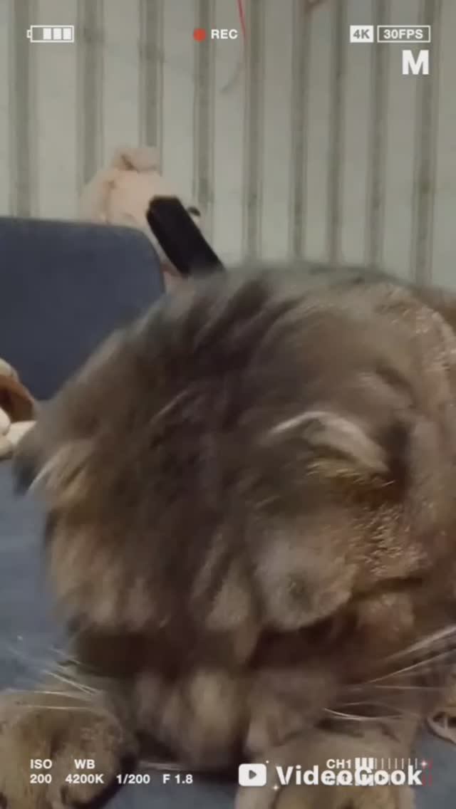 Котик Сёма