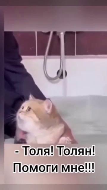 Ну Толян,ну помоги #хорошеенастроение #лайк #подпишись #юмор #котики (360p)