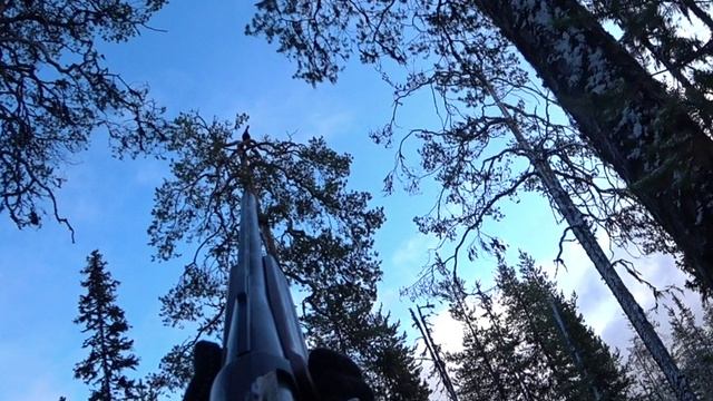 ВЫСТРЕЛ ПО ГЛУХАРЮ ИЗ ПОД СОБАКИ.