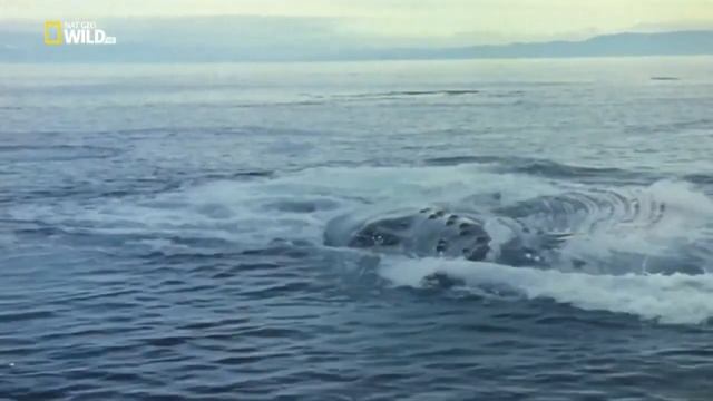 Nat Geo Wild.Дикая Антарктида.