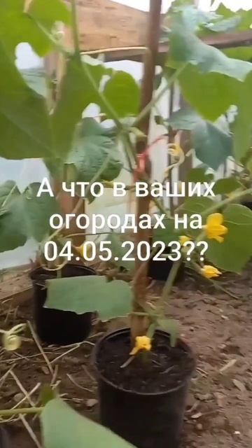 Рассада на продажу