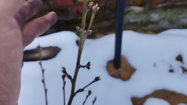8 апреля саженцы персика