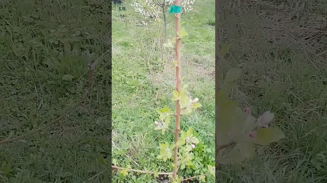 05.04.2025 яблоня Юнона