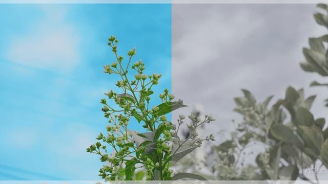 Colour Grading From Fujifilm F-Log