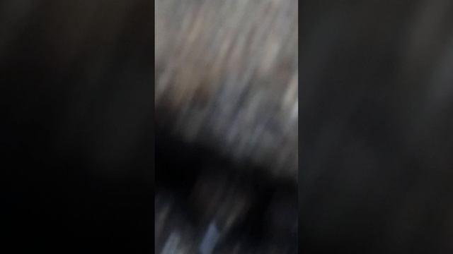 Продолжаю эксперемент с муравями