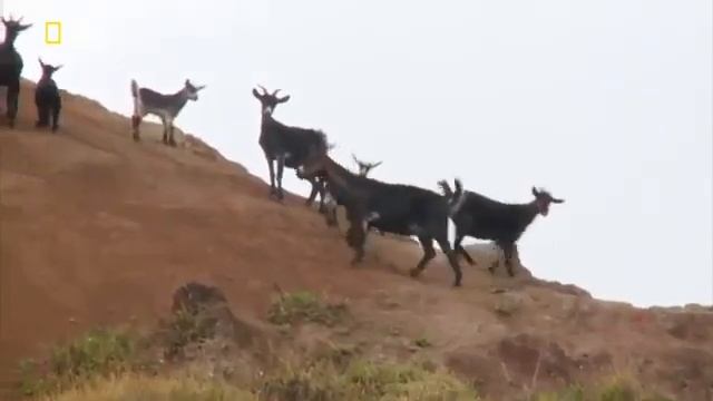 Nat Geo Wild.Дикие острова. Частицы рая.