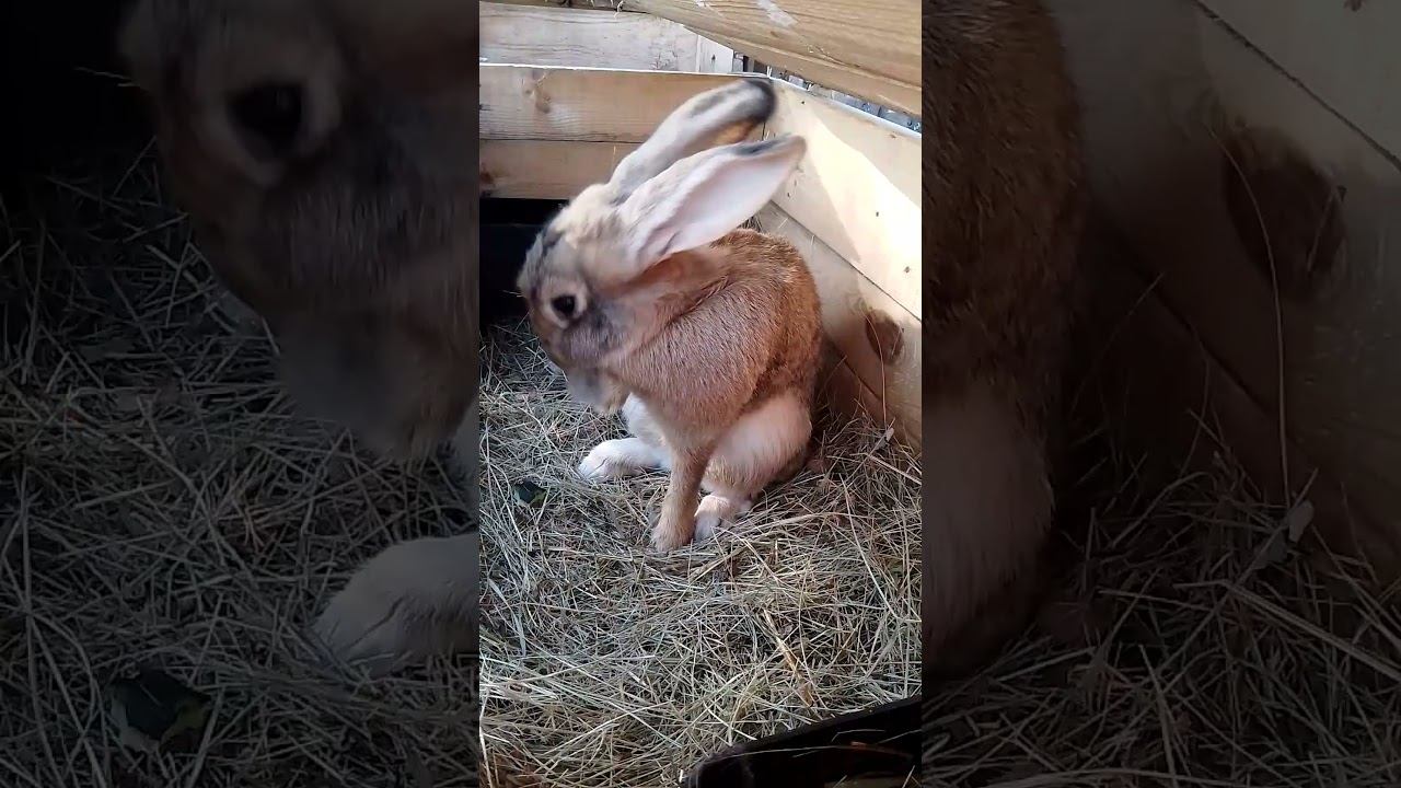 Кролики России.До родов один час.#rabbitry #animals #rabbitfarming #cuteanimals #bunny #cute #rabbit