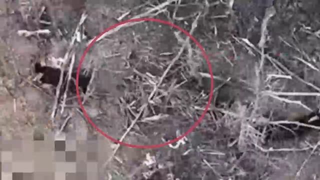💥Подразделения ЛенВО демонстрируют успешное применение наземных беспилотников