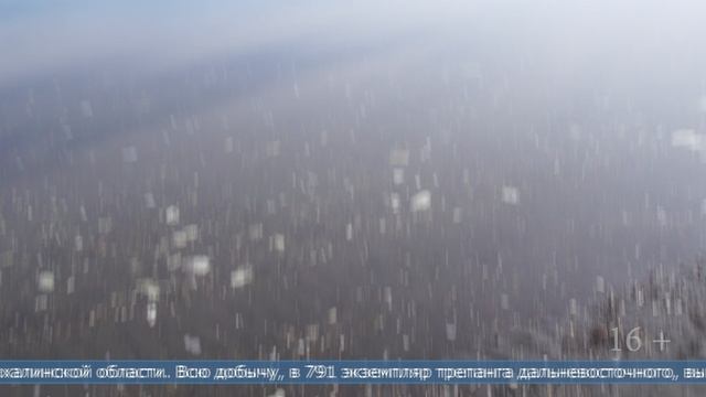 07.04.2025 Вынесен приговор сахалинцу, незаконно добывавшему трепанг