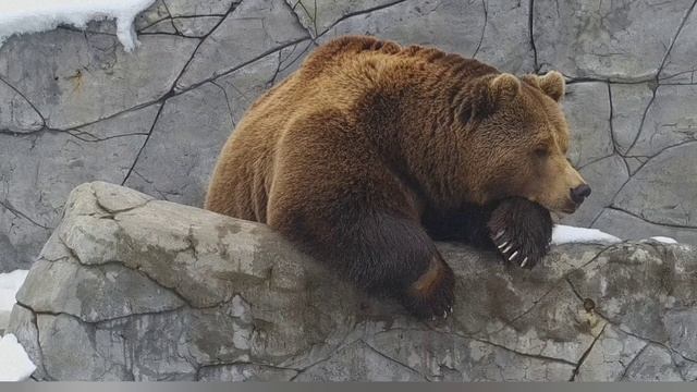 Как этот медведь стал звездой? 😍🐻