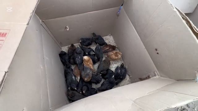 хазорасп паранда бозори нархлари