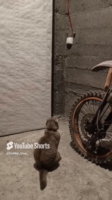 #Бэйси #кошки