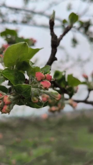 Утренняя прогулка, кайф, релакс и красота