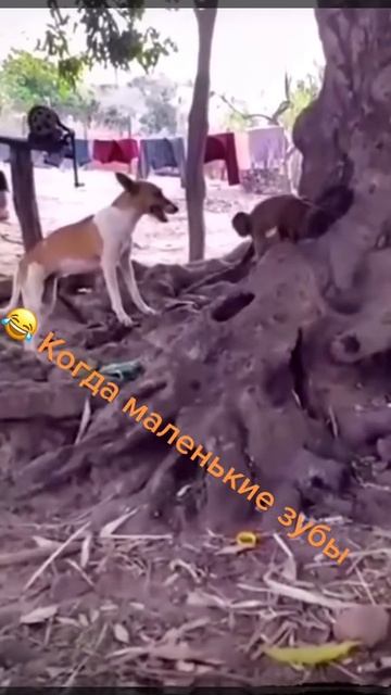 Пёс и Обезьяна