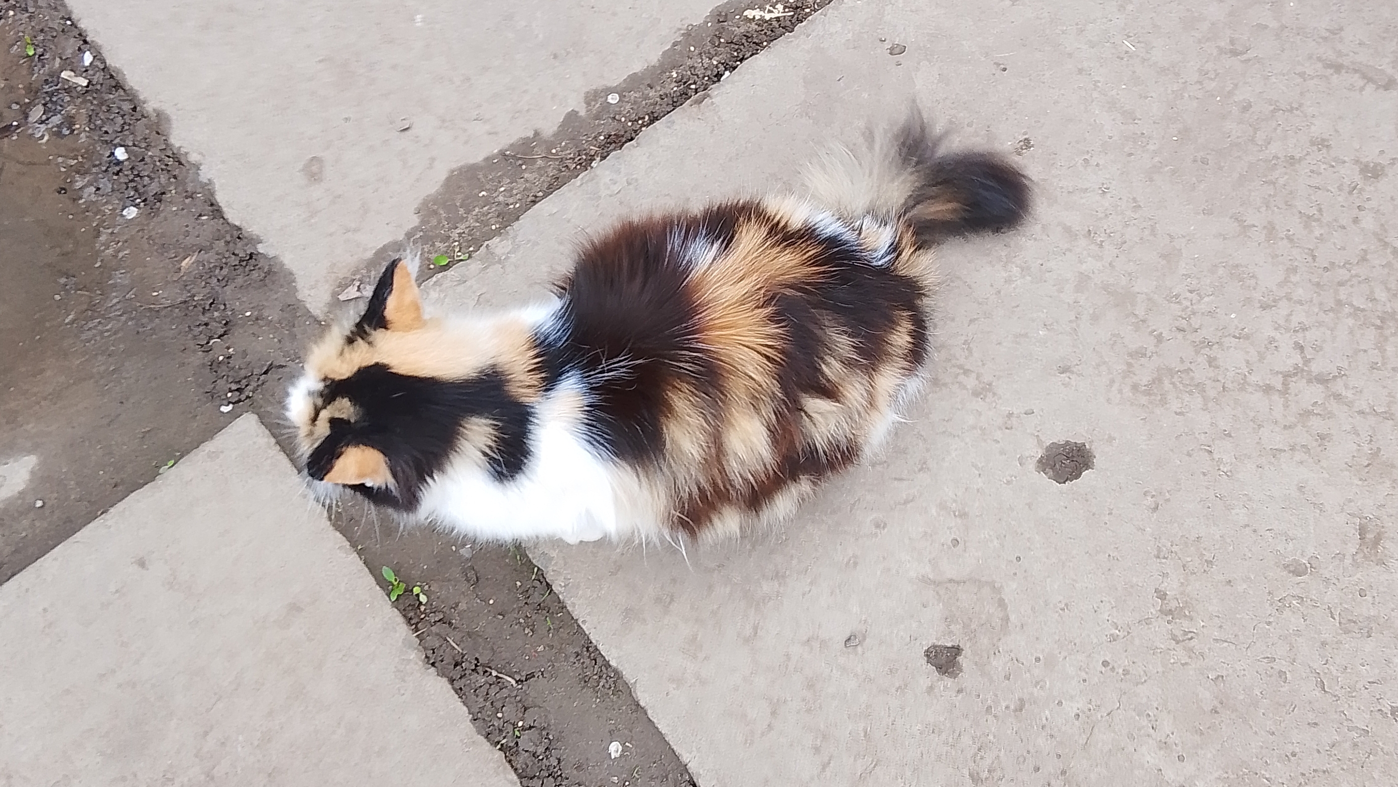 Кот 🐈 и кошка 🐈