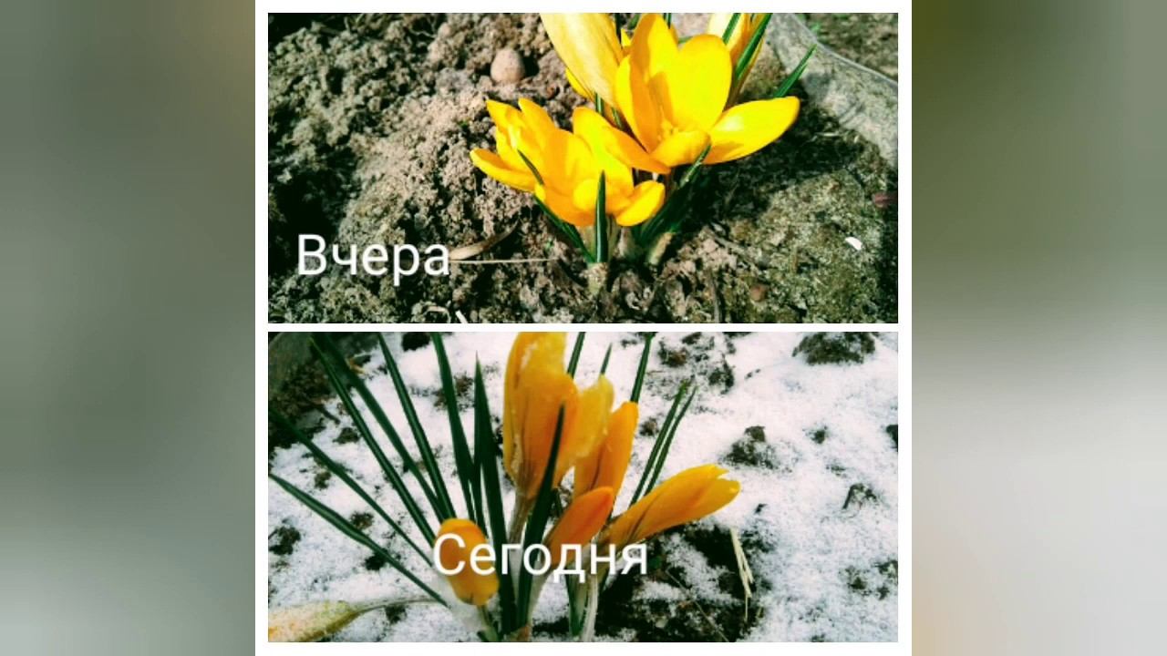 Влог День 3-й самоизоляция #загороднаяжизнь #влог #самоизоляция #country_life #gardening #vlog