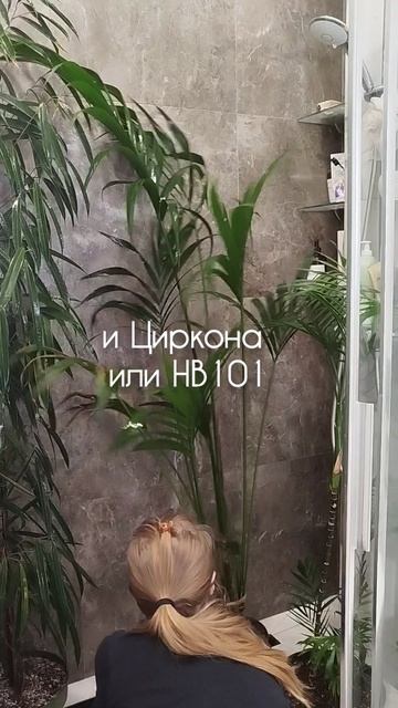 Чем помочь растению после пересадки? Корневая гниль/ проблемы с корнями / пересадка #shorts