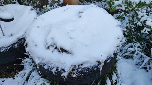 Крым, Симферополь, 8 апреля 2025 года. За ночь снега навалило, с утра -2 было. С 8 часов потеплело