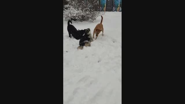 апрельский снегопад в приюте