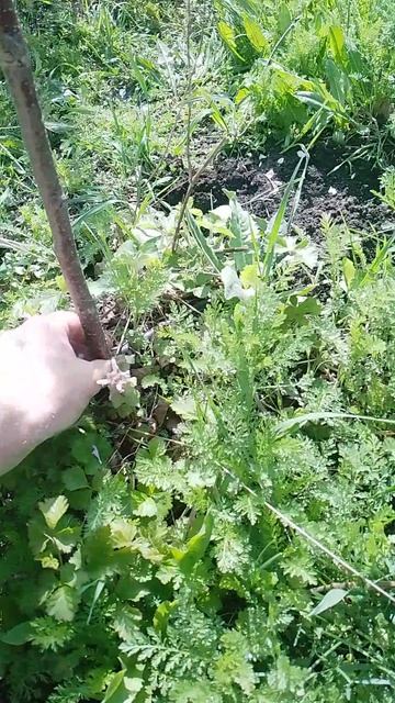 07.04.2025 вишня Чернокорка