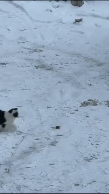 кошка и мышка