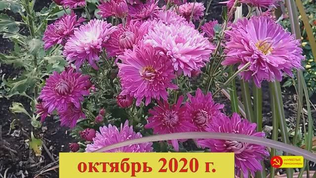 Необычный и очень простой способ размножения кустовой хризантемы!