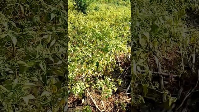 Cabe rawit setelah di panen 12 kali