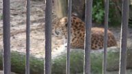 Zoo Kraków - Jaguar, Pantera Chińska, Lew Azjatycki, Tygrys Amurski - Ogród Zoologiczny w Krakowie