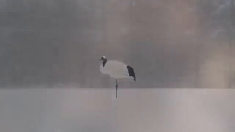 Димаш Кудайбергенов - Крик журавля