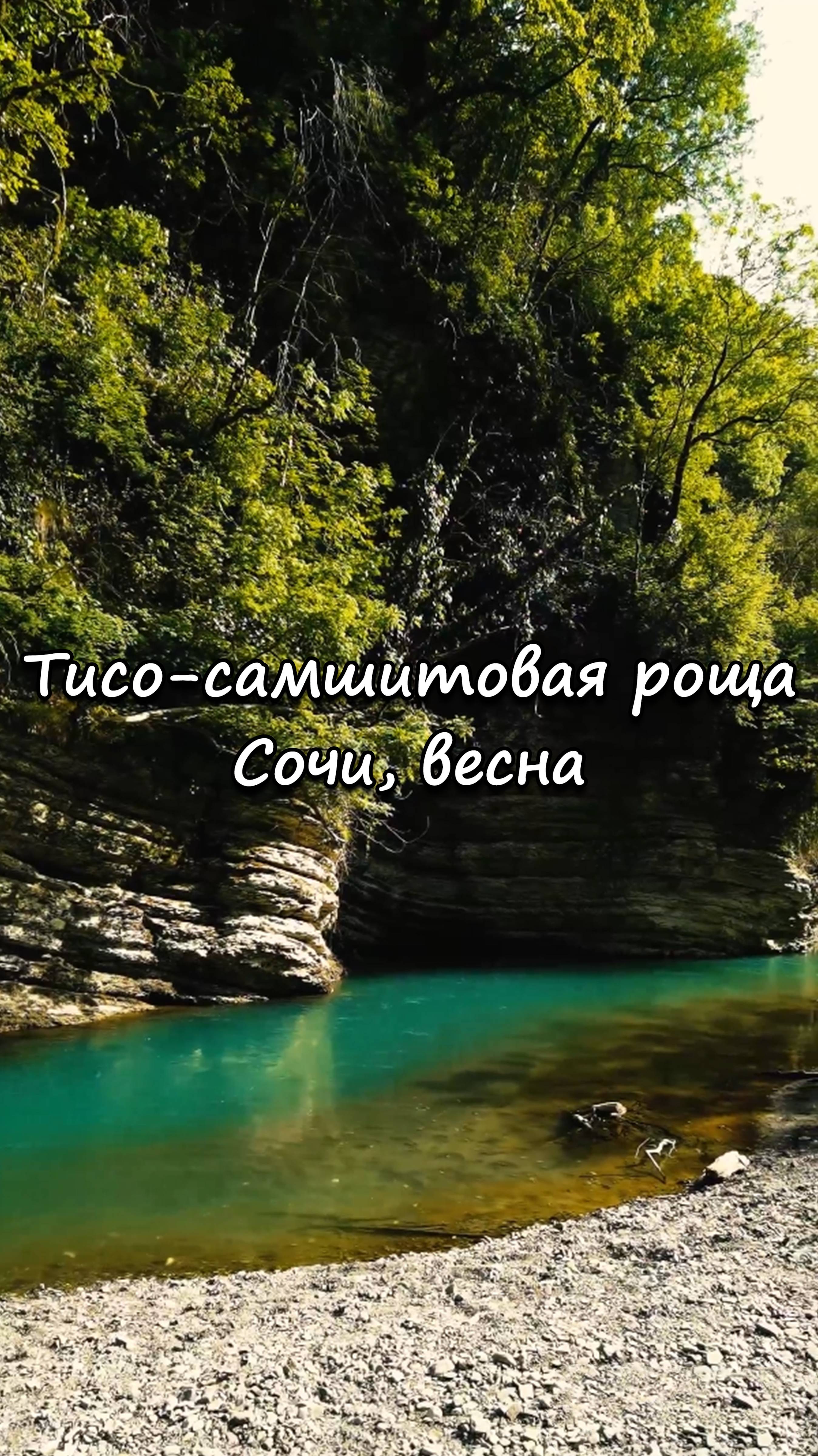 Тисо-самшитовая роща, Сочи. Весна