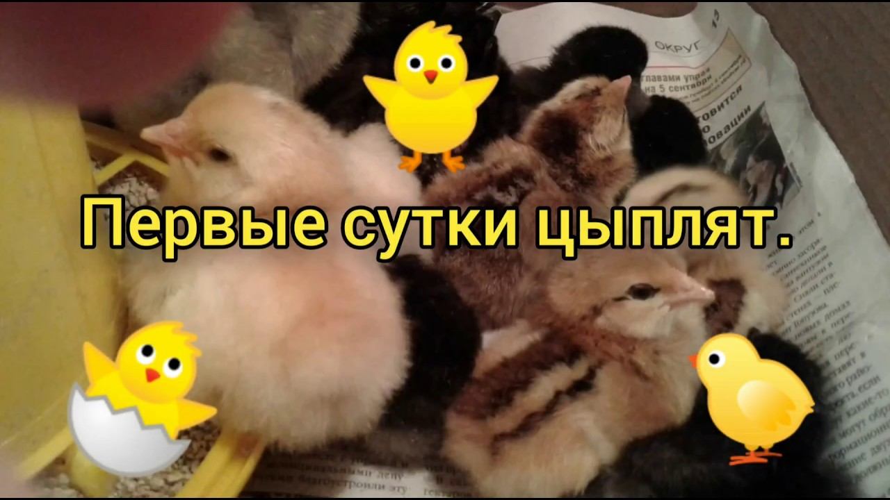 Выращивание цыплят с первых дней #цыплята #выращиваниецыплят  #chikens #raising_chickens