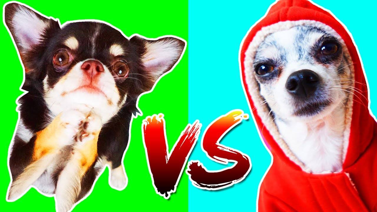 Рэп-дебют Юми Чу против трогательной песни Эйвана – кто победил? 🏆🐾