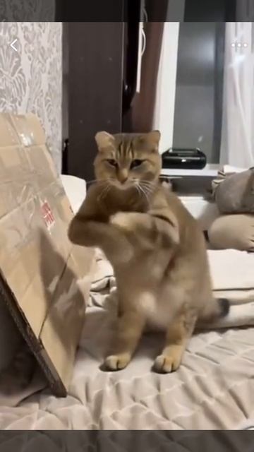 Кошки😂
