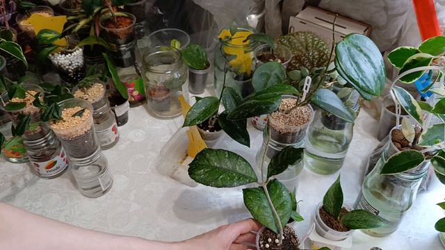 комнатные растения: пересадка/как подросли мои хои🪴🪴🪴🪴🪴🪴🪴🪴🪴🪴🪴🪴🪴🪴🪴🪴🪴🪴
