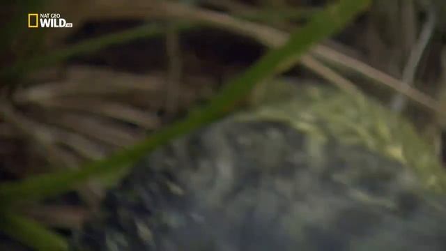 Nat Geo Wild. Новая Зеландия.