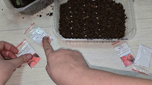 БАБУШКА НАУЧИЛА МНОГО ЛЕТ НАЗАД так выращивать РАССАДУ томатов, не вытягивается, жирная, коренастая