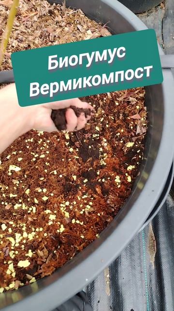 Как подкислять голубику и удобрять