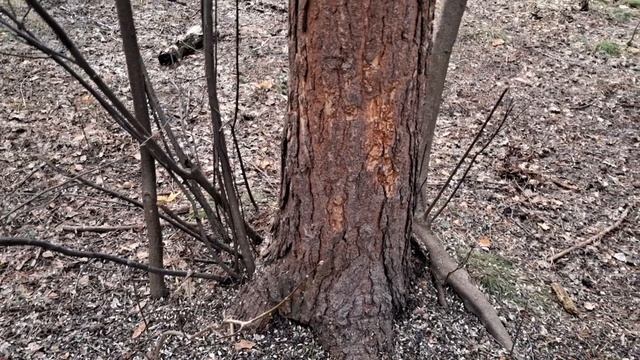 Прогулка по весеннему лесу. птицы поют, белки бегают. Новосибирский дендропарк.