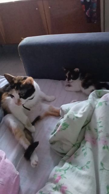 Милота😻💝🥹🫶✨!!!#котики#котята#милоевидео#рутюб