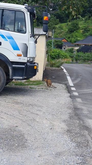 길고양이 응가