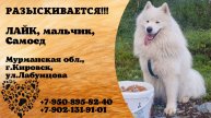 Пропала собака! ЛАЙК, мальчик, самоед. Мурманская обл., г.Кировск.