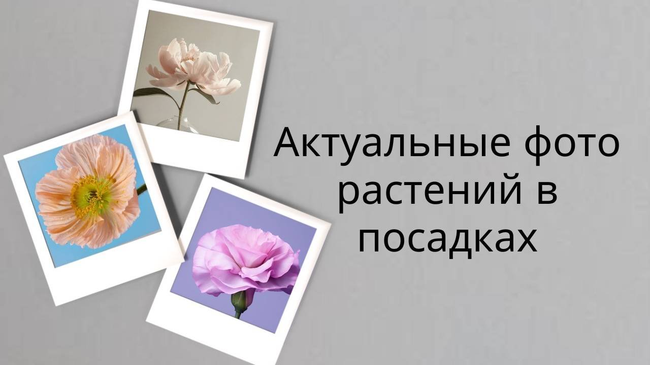 Актуальные фото растений в посадках