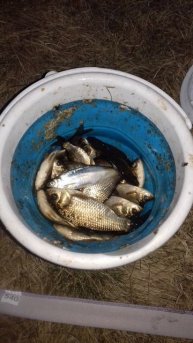 Сезон на Карасика открыт👍 Херабуна🎣 Ловля на поплавок🎣 Рыбачил на тесто.