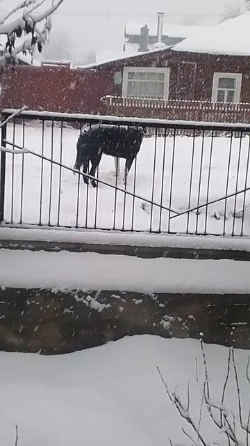 VID_20241231_133953.mp4