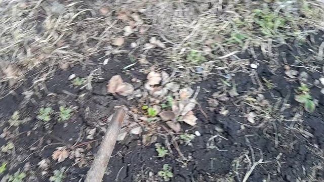 Солома под клубнику, привил грушу к дикой яблоне