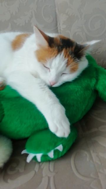 Ну нельзя было эту милоту не заснять! ❤️😍😻♥️