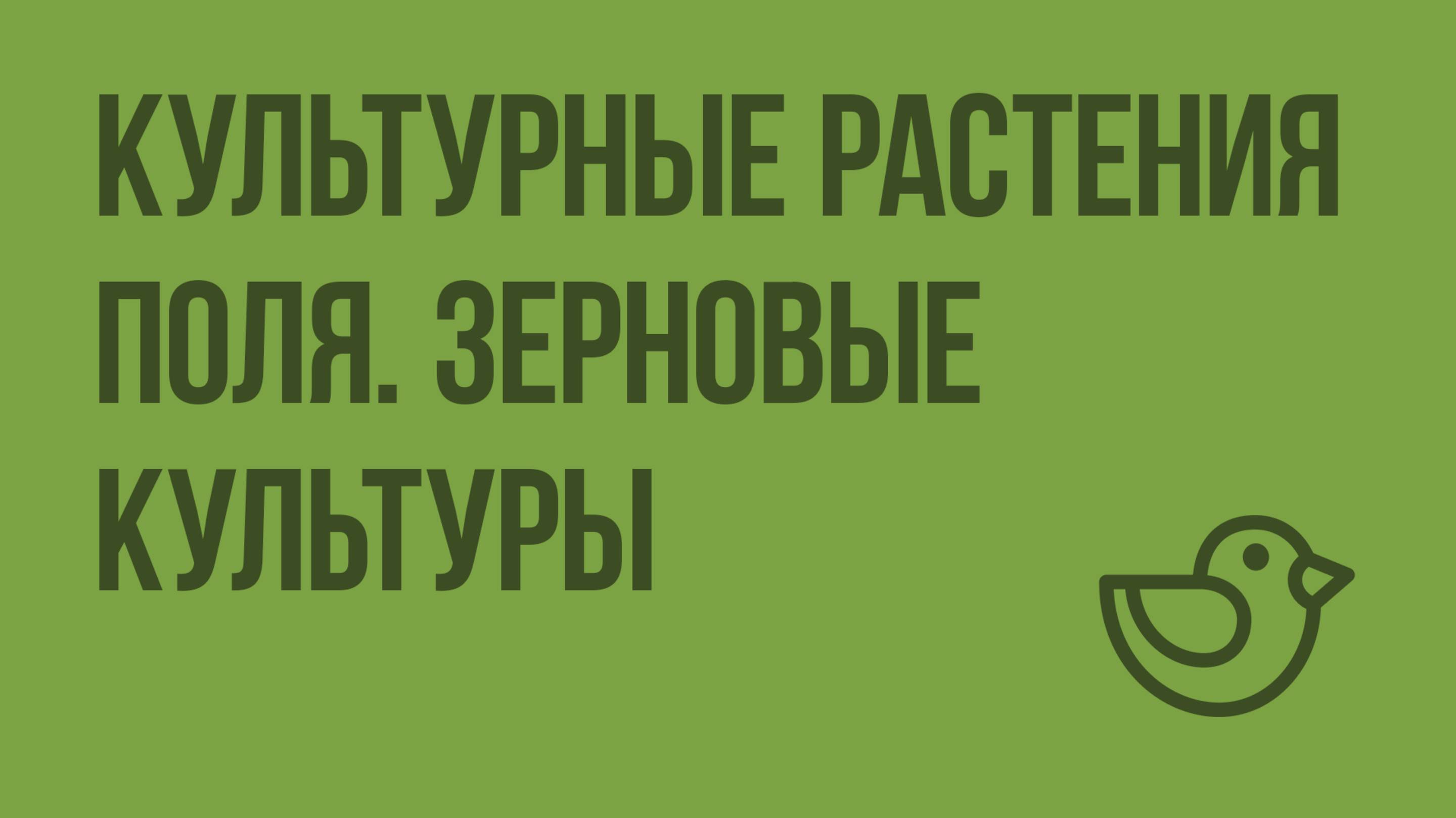 Культурные растения поля. Зерновые культуры. Видеоурок по окружающему миру 1 класс