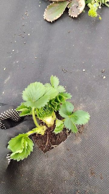 Клубника. Зачистка кустов перед сезоном. 🍓