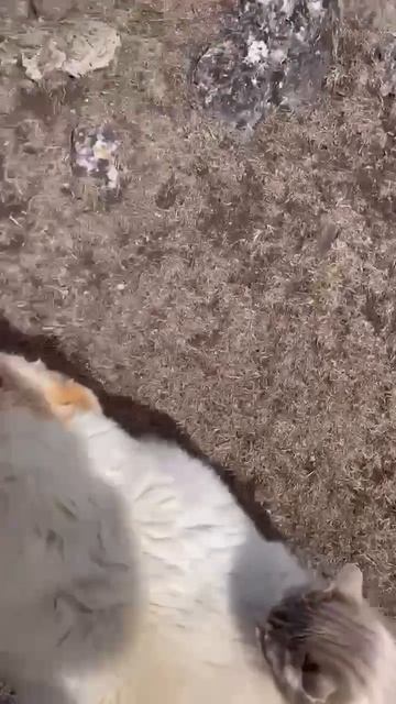 Кот катается на спине у алабая.