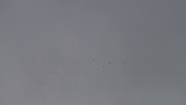 Полет голубей 2 часа 20 минут.